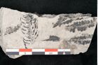 Foto (Detailansicht) von Calamites sp.  (NHMW-GEO-2024-0188-11182)
